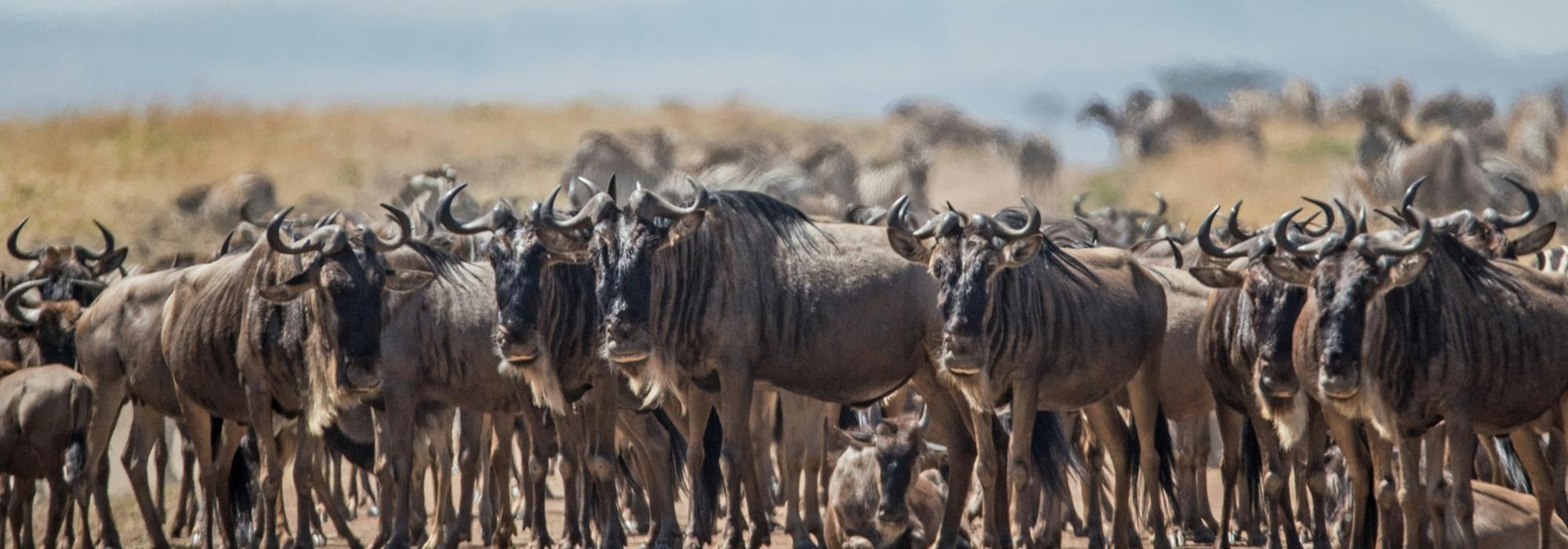 From flooded Okavango lagoons to rolling Serengeti savannahs, go wild for our can’t miss safari spots