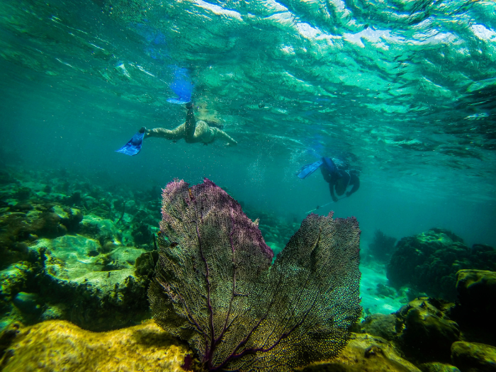 snorkellers looking for bottom-feeding nurse sharks in the Belize Barrier Reef