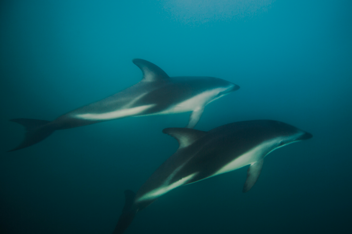 dusky happily mingle with humans and fellow dolphins in the waters off Kaikoura