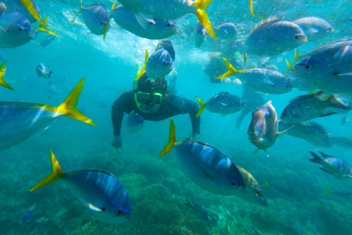 keep your eye out for majestic manta rays while surrounded by tons of colourful fish